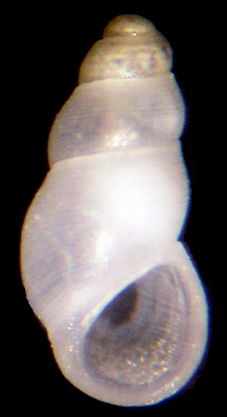 Onoba tarifensis